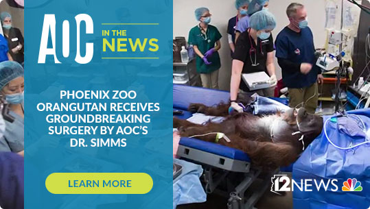 Phoenix Zoo Orangutan Receives groundbreaking surgery by AOC's Dr. Simms